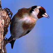 European Goldfinch