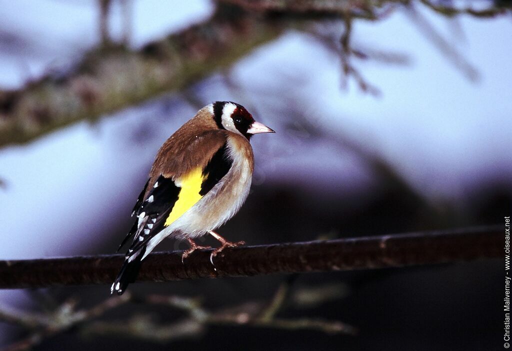 European Goldfinchadult