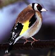 European Goldfinch