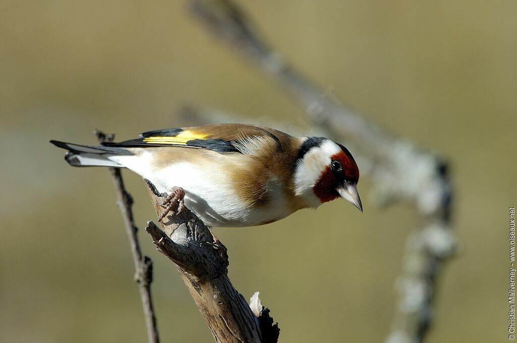 European Goldfinchadult