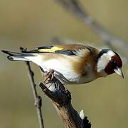 European Goldfinch