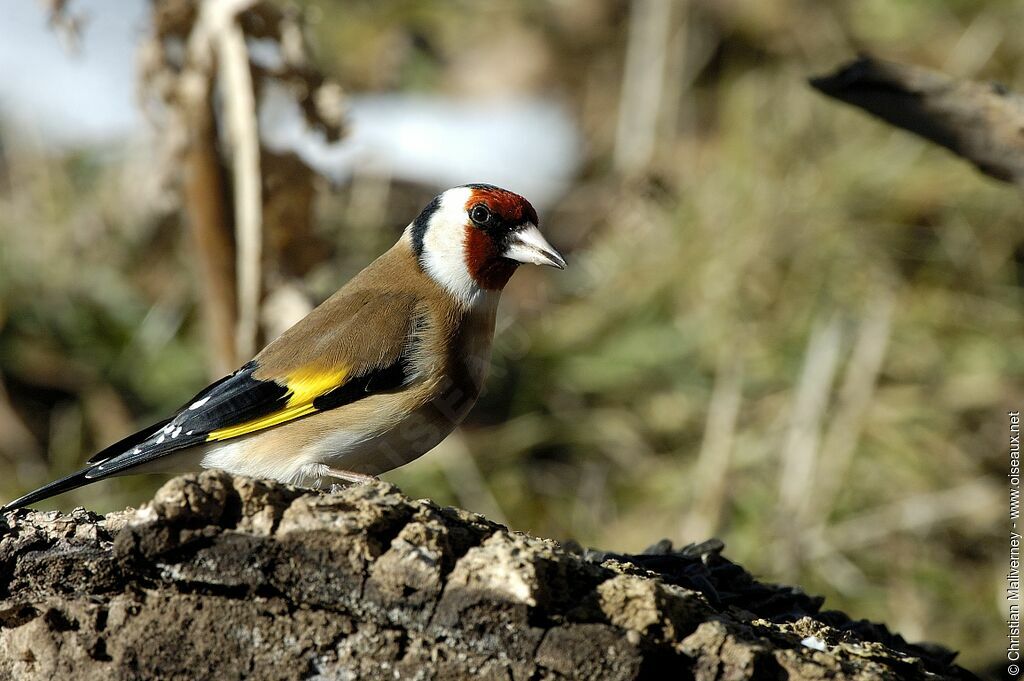 Chardonneret élégantadulte