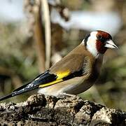 European Goldfinch