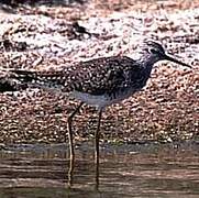 Lesser Yellowlegs