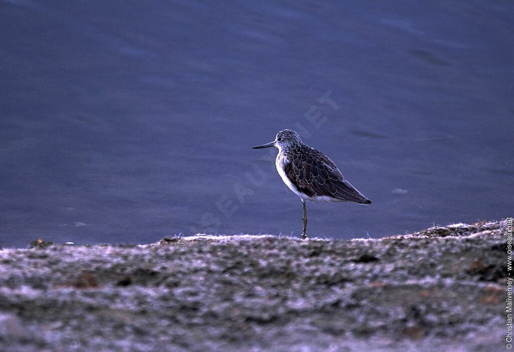 Common Greenshankadult post breeding