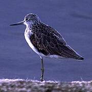 Common Greenshank