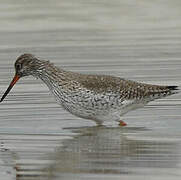 Common Redshank