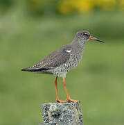 Common Redshank