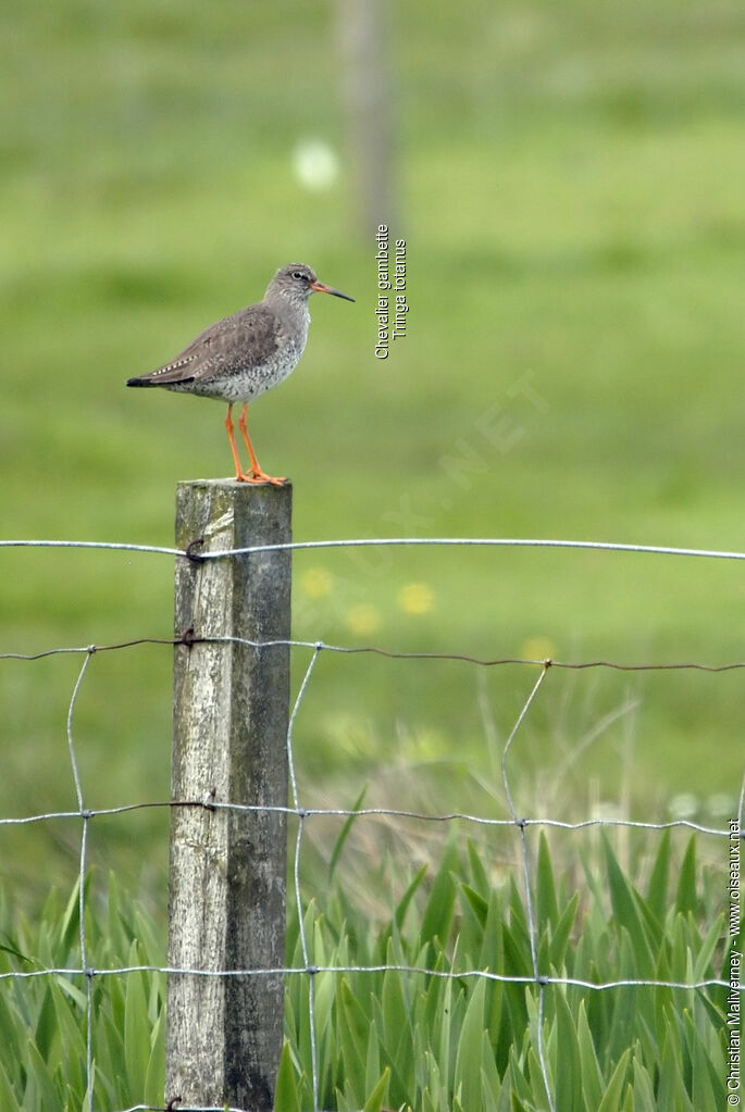 Common Redshankadult breeding, identification