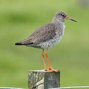 Common Redshank