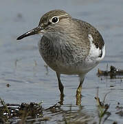 Common Sandpiper