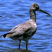 Willet