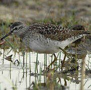 Wood Sandpiper