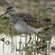 Wood Sandpiper