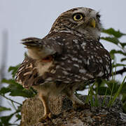 Little Owl