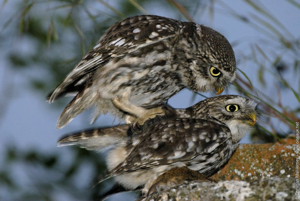 Chevêche d'Athéna adulte