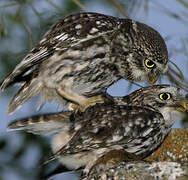 Little Owl