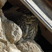 Little Owl