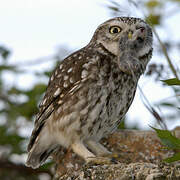 Little Owl