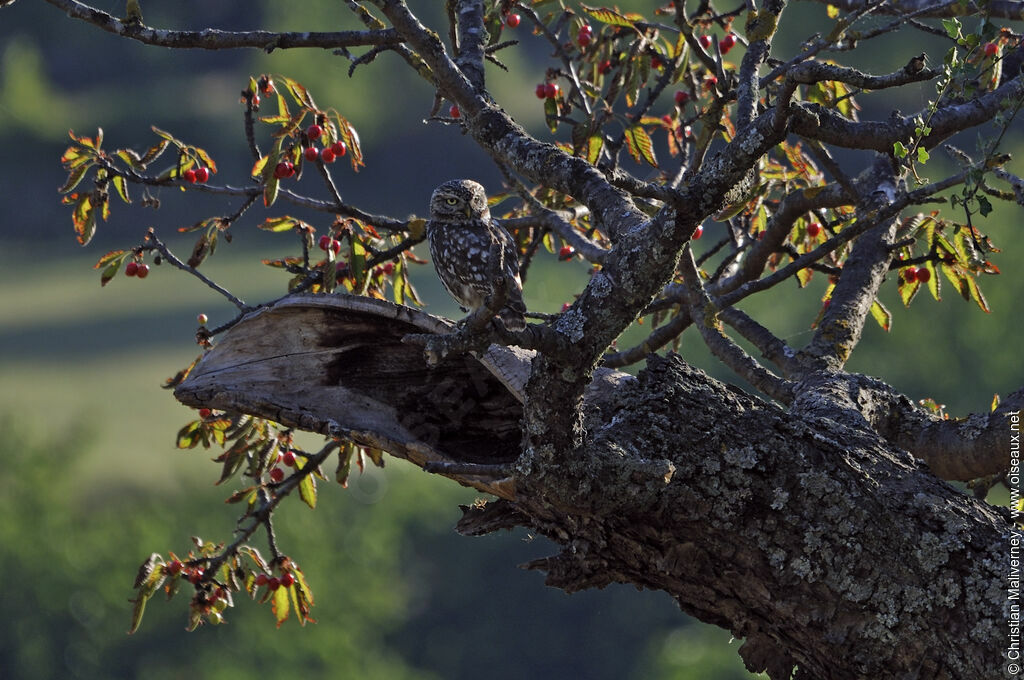 Little Owl male adult, identification