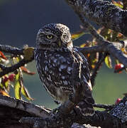 Little Owl