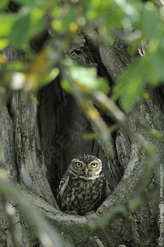 Little Owl male adult, identification
