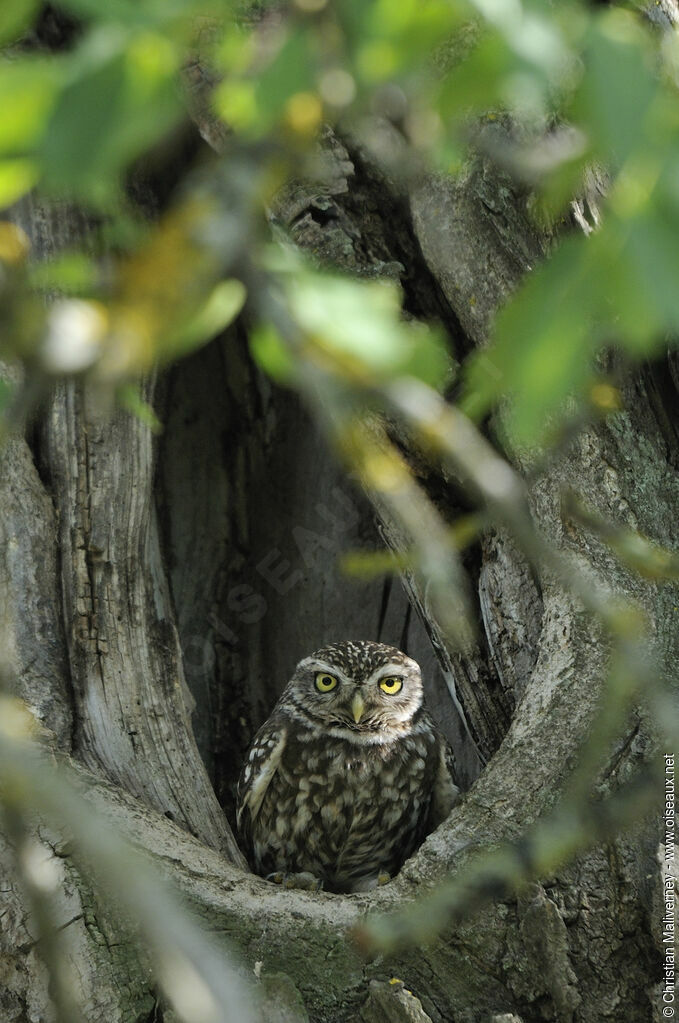 Little Owl male adult, identification