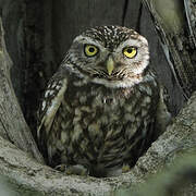 Little Owl