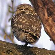 Little Owl