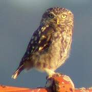 Little Owl