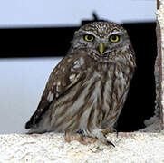 Little Owl