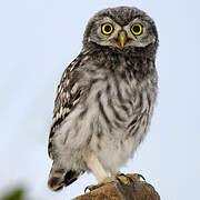 Little Owl