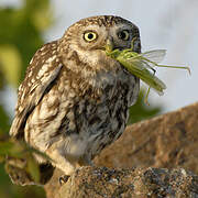 Little Owl