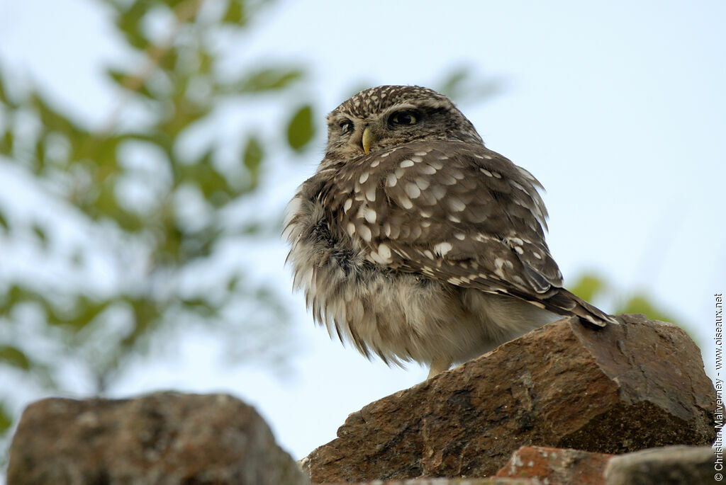 Little Owl male adult