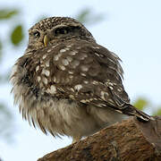 Little Owl