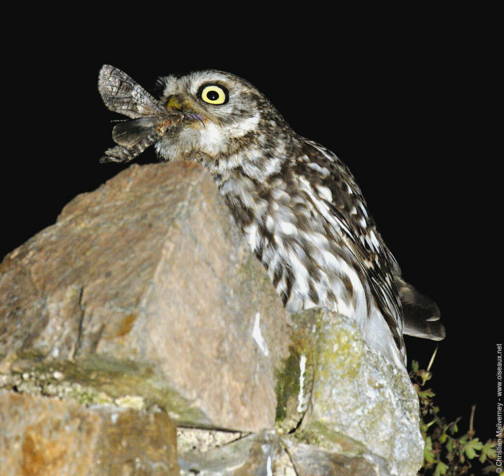 Little Owl female adult, feeding habits