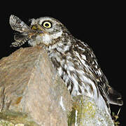 Little Owl