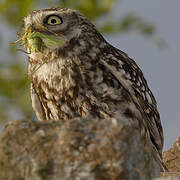 Little Owl