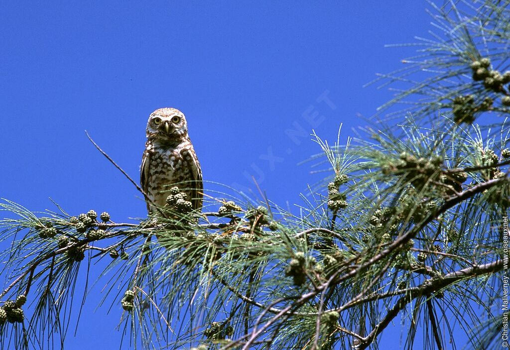 Burrowing Owladult