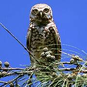 Burrowing Owl