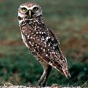 Burrowing Owl