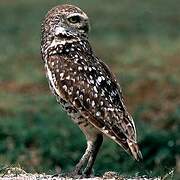 Burrowing Owl