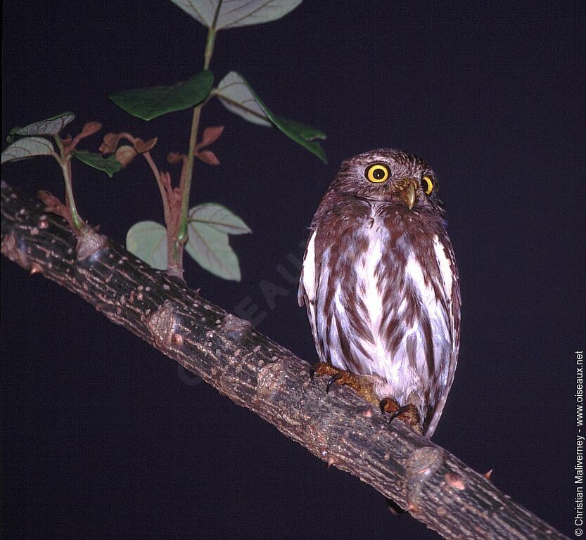 Ferruginous Pygmy Owladult