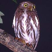 Ferruginous Pygmy Owl