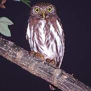 Ferruginous Pygmy Owl