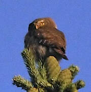 Eurasian Pygmy Owl