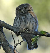 Eurasian Pygmy Owl