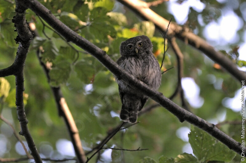 Eurasian Pygmy Owl male adult, identification