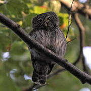 Eurasian Pygmy Owl