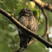 Eurasian Pygmy Owl